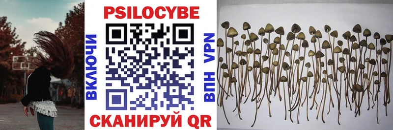 купить наркотики сайты  Неман  omg как войти  Галлюциногенные грибы Psilocybine cubensis 